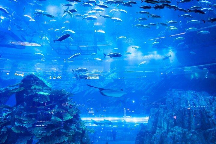 ペンギン コーブ付きドバイ モール水族館 + スカイビュー チケット