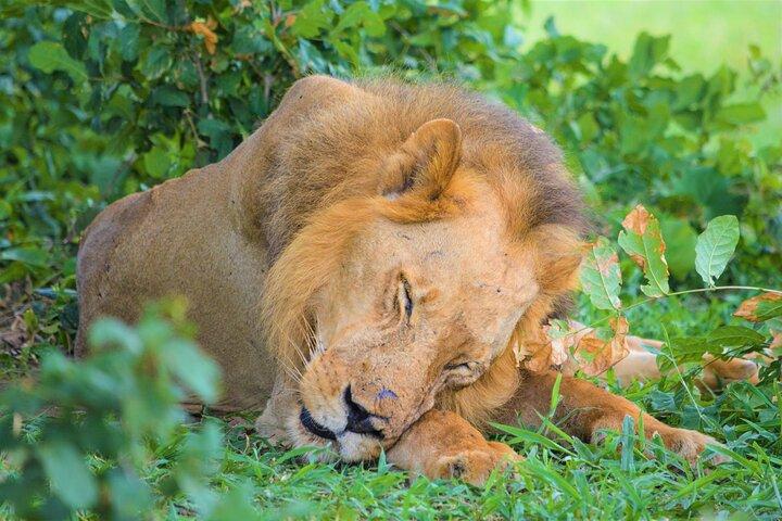 Van Zanzibar: Selous Game Reserve-dagsafari met vluchten
