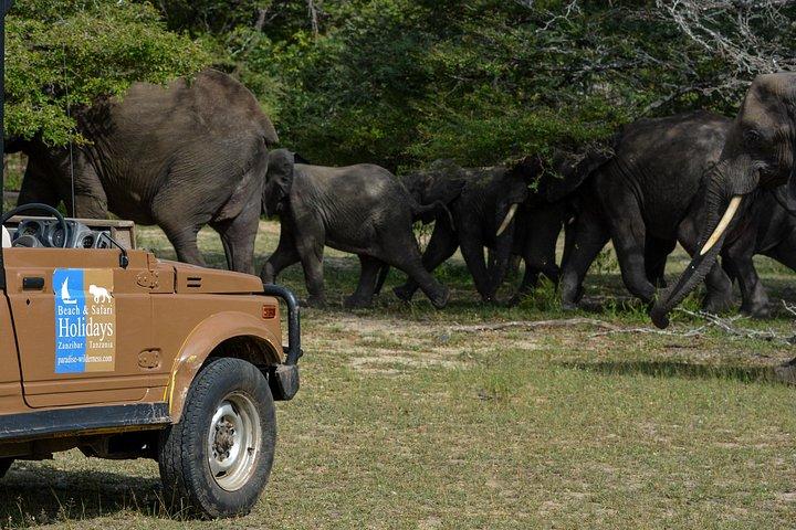 ザンジバル発：セルース動物保護区日帰りサファリ（フライト付き）