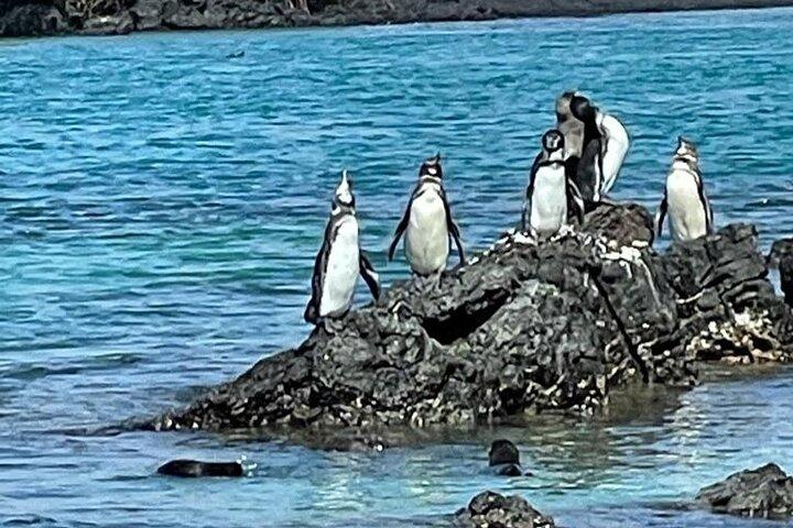 ガラパゴスのイザベラ島とティントレラスへの日帰り旅行