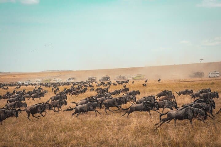 3-Day Group Safari Tour to Masai Mara from Nairobi.