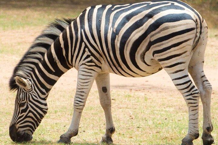 バンディア保護区でのサファリ、バンディア牧場でのライオン訪問