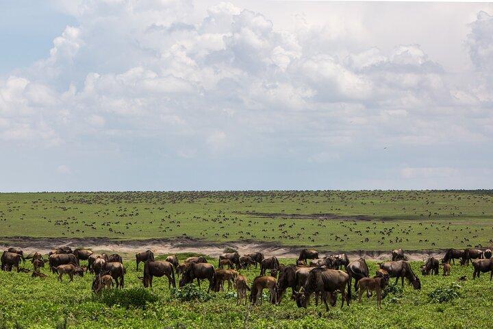 6 dage Kenya Tanzania kombineret safari i mellemklassen