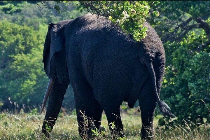 Excursão de dia inteiro ao Parque Nacional de Maputo (Reserva Especial de Maputo)