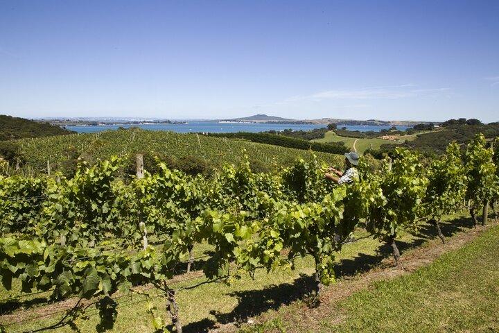 Heldags privat Waiheke Island Wine Tour inklusive lunch