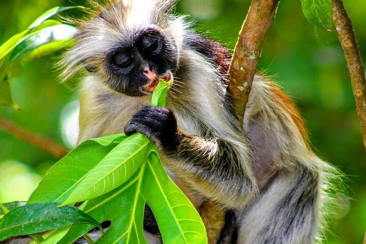 ジョザニの森;クザ洞窟;パジェビーチ;ザ・ロック;サラーム洞窟ツアー