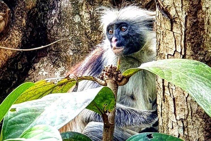 ジョザニの森;クザ洞窟;パジェビーチ;ザ・ロック;サラーム洞窟ツアー
