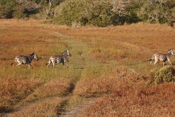 Maputo National Park (Maputo Special Reserve) Full-day Tour