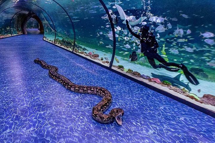 国立水族館とのプライベート アブダビ シティ ツアー