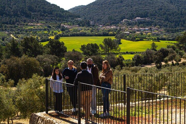 Visita ao olival e lagar, prova de azeite e lanche