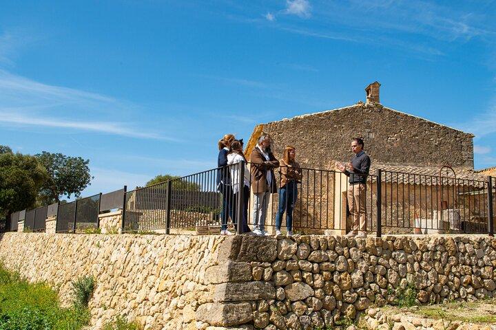 Visita ao olival e lagar, prova de azeite e lanche