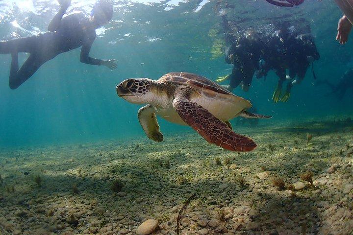 Half-Day Scuba Diving Tour - Discover Scuba Diving!