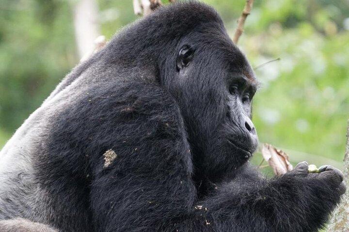 4-daagse Bwindi Impenetrable National Park Wildlife Safari