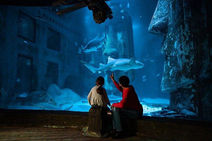 ロンドン水族館の入場券