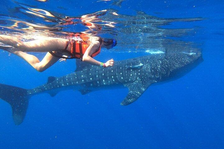 Cancun Whale Shark Experience with Snorkel & Transportation
