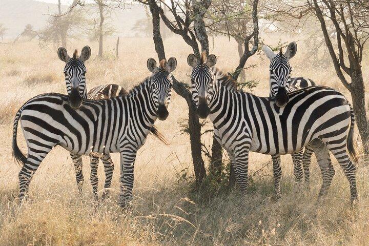 3-dages luksussafari privat tur Tarangire og Ngorongoro