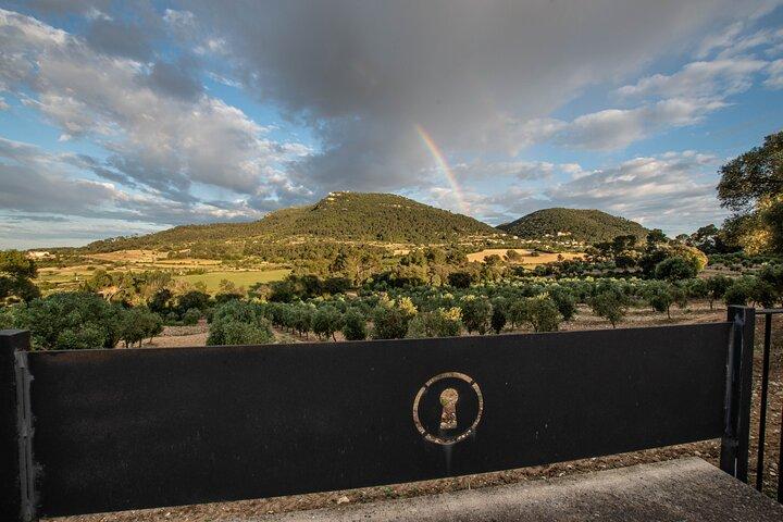 Visita all'oliveto e al frantoio, degustazione di olio e merenda