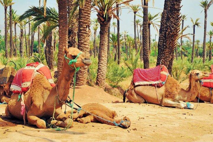 Balade à dos de chameau dans les palmeraies de Marrakech