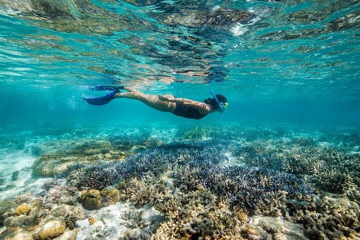 Grande Barriera Corallina Avventura di un'intera giornata