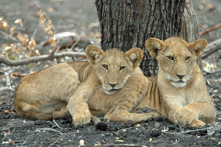 Dag Safari-tour naar Selous Game Reserve vanuit Zanzibar