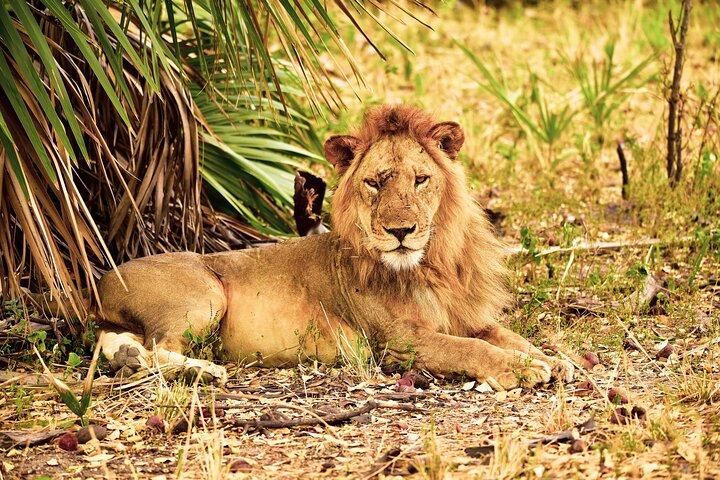 Dag Safari-tour naar Selous Game Reserve vanuit Zanzibar