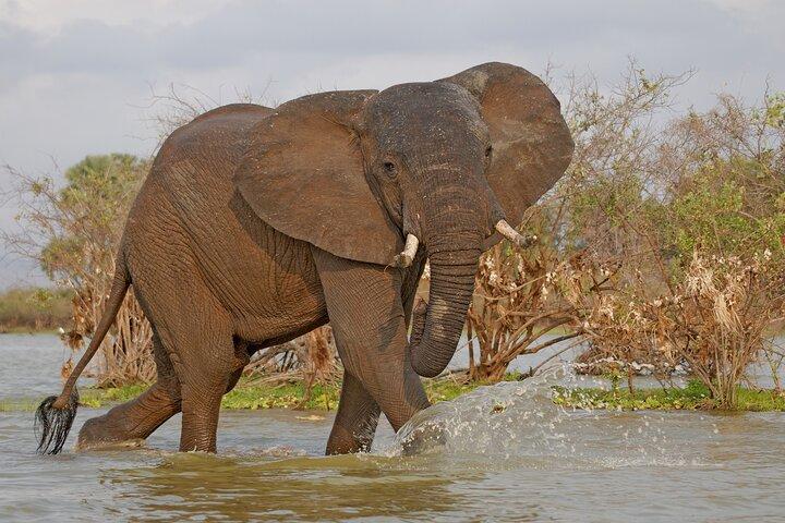 Dag Safari-tour naar Selous Game Reserve vanuit Zanzibar