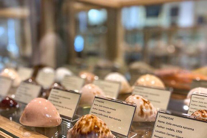 Besök Shell Museum Cavtat