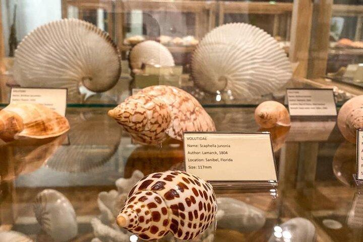 Besök Shell Museum Cavtat