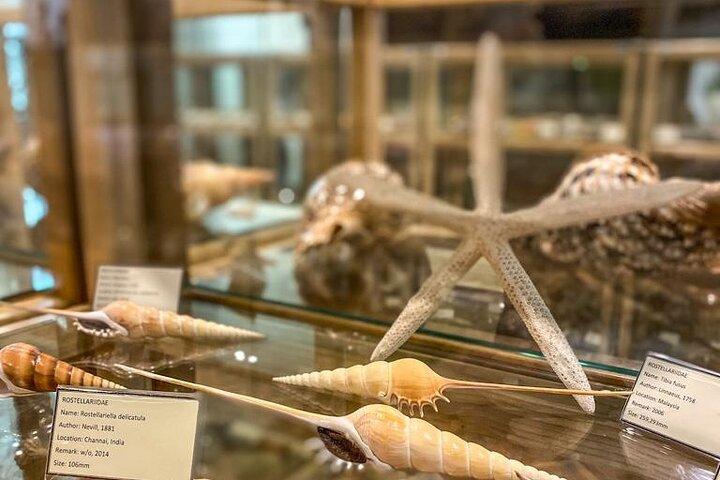 Besök Shell Museum Cavtat