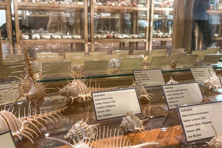 Besök Shell Museum Cavtat