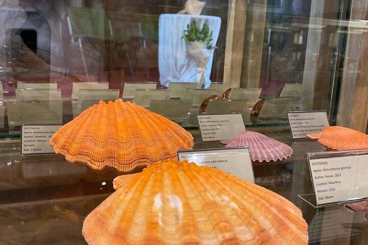 Besök Shell Museum Cavtat