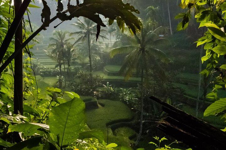 Ubud Day Tour - Le migliori cose da fare a Ubud + Guida locale di Ubud