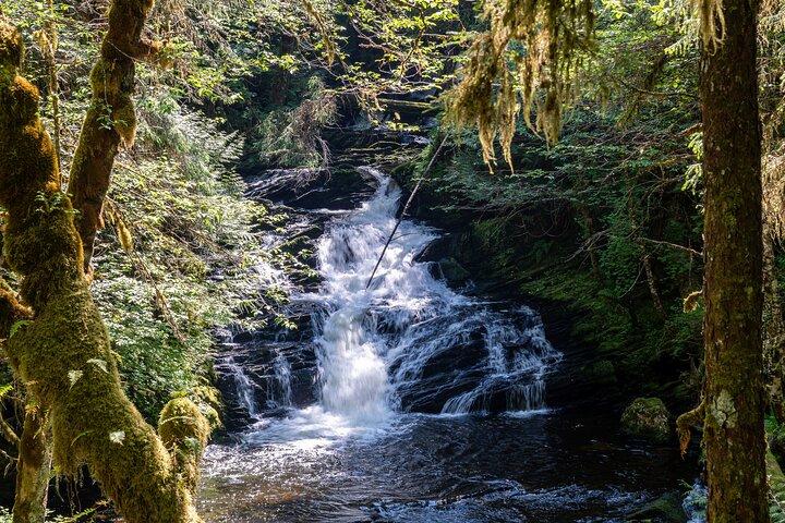Ketchikan Magical Old-Growth Creek Trek guidet tur