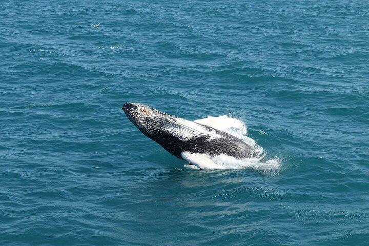 Guided Whale Watching Experience from Reykjavik