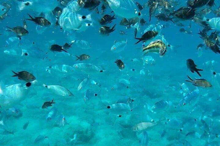Blue Lagoon Cruise with Sightseeing from Latchi Harbour