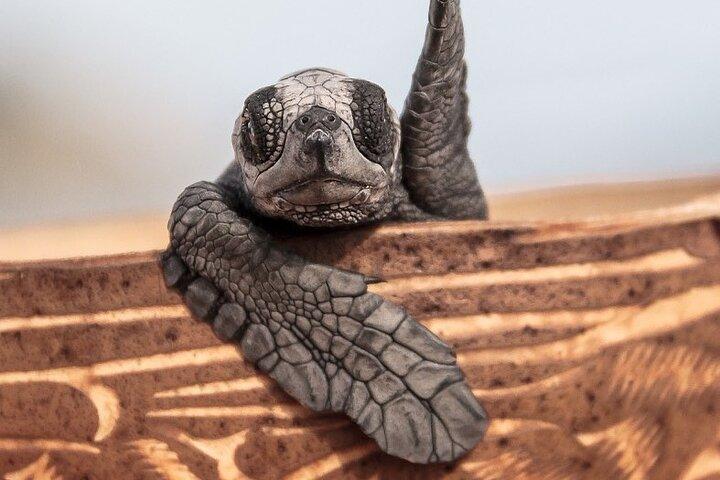 Los Cabos Sunset Turtle udgivelse bevaringsoplevelse