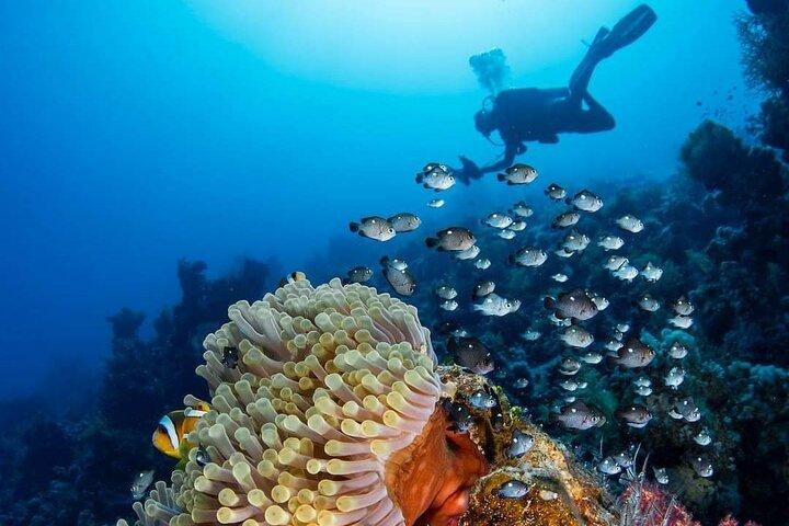 Tour di un giorno di Dahab Safari e Blue Hole Snorkeling da Sharm elsheikh