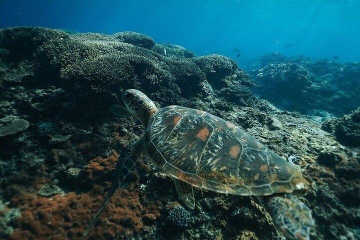 Nusa Penida Snorkeling Manta Rayas y Tour por tierra Oeste Todo Incluido
