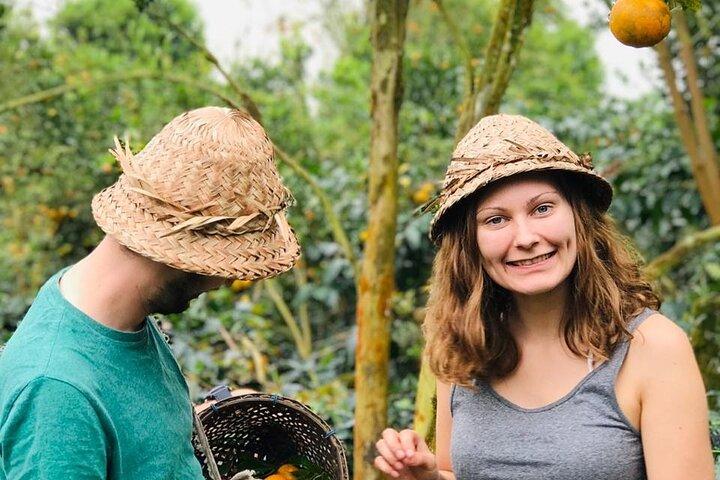 Voyage du café de Bali