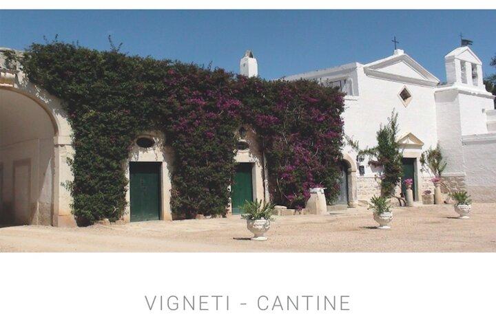 Vineyard Wine Tasting &soft lunch &transfer included