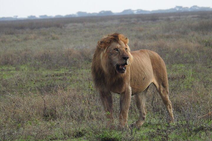 4 días Best Budget Tanzania Camping Safaris
