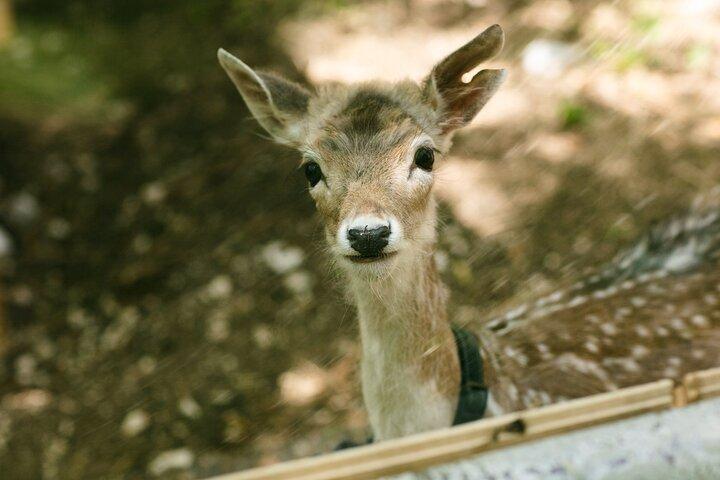 スポレートの魅惑的な村の動物への個人訪問