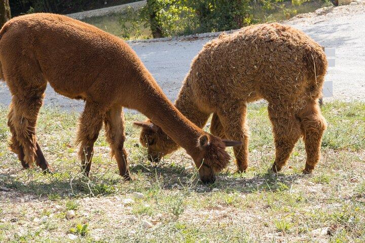 Visita Privata agli Animali del Borgo Incantato a Spoleto
