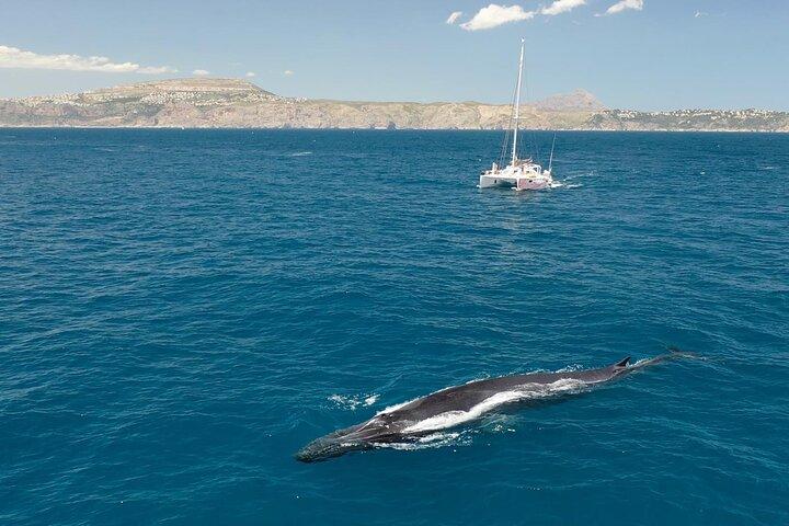 ハベア湾を巡るボートツアー（水泳休憩あり）