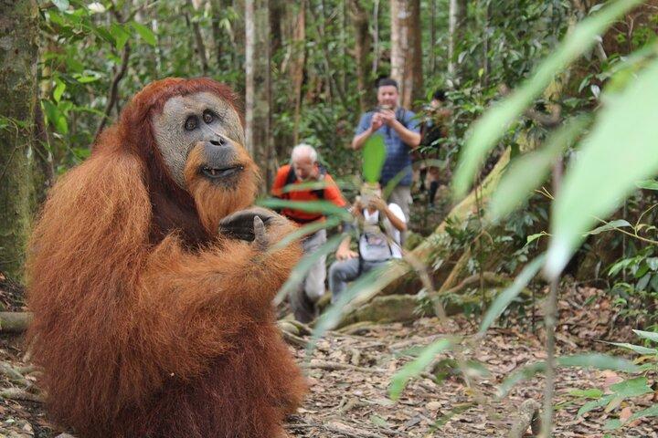 Bukit lawang tur 3 dage-2 nætters junglevandring inklusive rafting