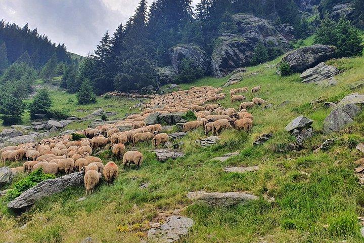 2-Day Private Tour from Bucharest with Transfagarasan Highway