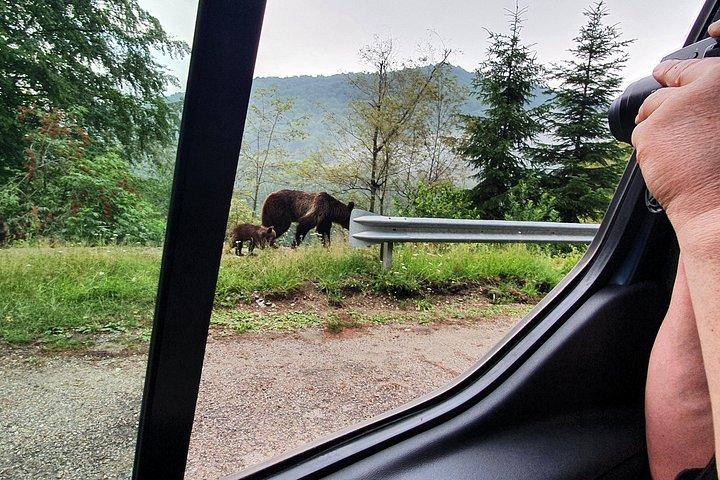 ブカレストからのクマとドラキュラのプライベート全日ツアー