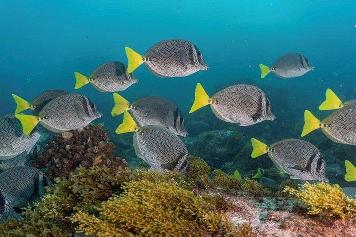 Private Scuba Diving 2 tanks at Mar de Cortés !!