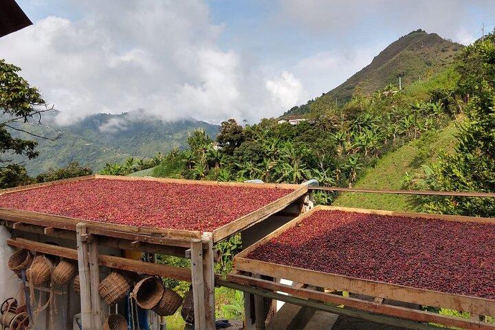 Coffee Tour in Medellin, Transportation, Snack and Lunch.