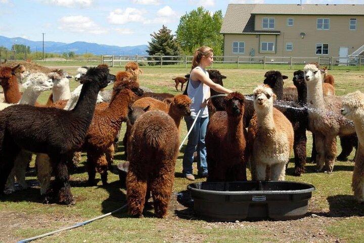 Tour Granja de Alpacas y Llamas